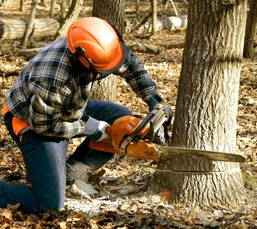 Tree Removal in New Lothrop, MI